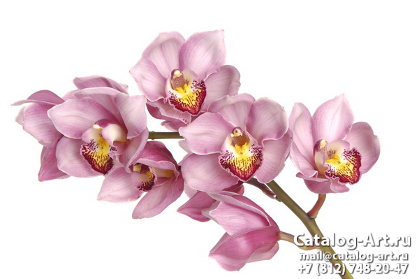 Pink orchids 39